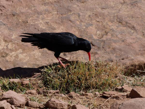 <h3><a href="/trips/marokko/biota/animalia/chordata/aves/040 passeriformes/054 corvidae/pyrrhocorax pyrrhocorax/pyrrhocorax pyrrhocorax-nl.html">Pyrrhocorax&nbsp;pyrrhocorax</a> / Red‑billed&nbsp;chough / Alpenkraai</h3>OM-1 Mark II met OLYMPUS M.150-400mm F4.5 TC, 1/2000 sec  bij F5.6, ISO 500, afstand 48.6&nbsp;m
